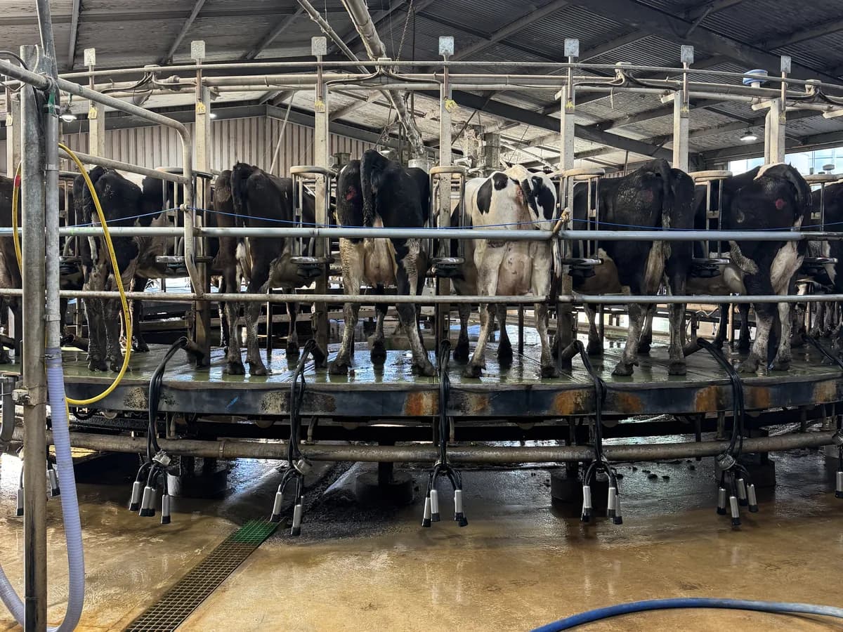 Rotary milking platform in an Australian dairy shed